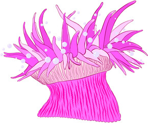 sea anemone pink sea 