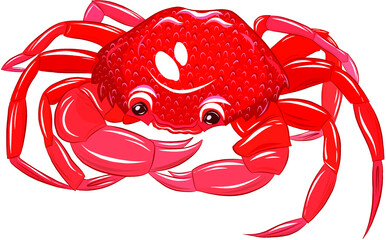 crab red sea vector illustration