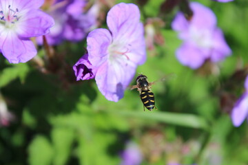Schwebefliege an einer lila farbenen Blüte 