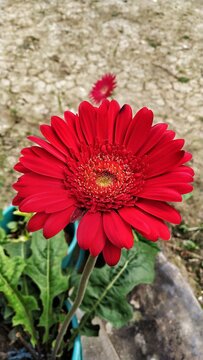 A beautiful jerbera flower in the garden