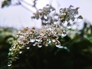 close up of white flowers