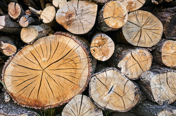 Fototapeta premium Natural Woodstaple as Background. Maybe it will be Firewood or Wood for Industry