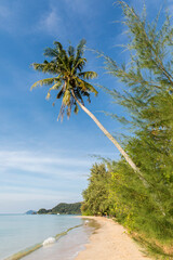 palm trees on the beach, Koh Mak beach, Koh Mak Island , Thailand.