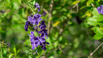 Duranta erecta, Purple small flowers on blurred background, Selective focus