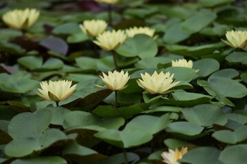 Water lily is an aquatic perennial of Nymphaeaceae.