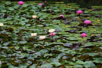 Water lily is an aquatic perennial of Nymphaeaceae.