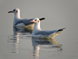 Grey white seagull on the water 