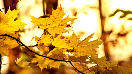 Yellow autumn maple leaves on a tree in sunny weather on a blurred background