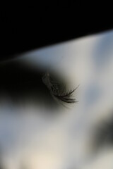 close up of a feather
