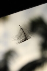 A flying feather
