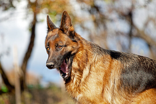 german shepherd dog