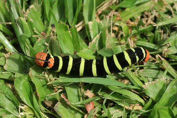 solitude de la chenille