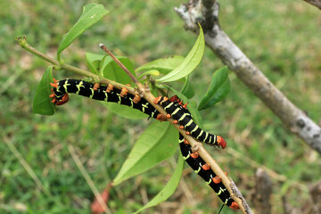 chenille du monarque