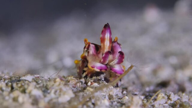The mysterious Flamboyant cuttlefish walking on the seafloor
