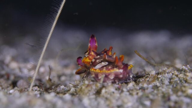 The mysterious Flamboyant cuttlefish walking on the seafloor