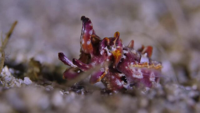 The mysterious Flamboyant cuttlefish walking on the seafloor