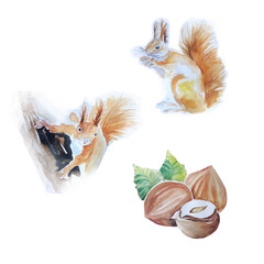Aquarelle painting of  hazelnut, squirrel sketch art illustration