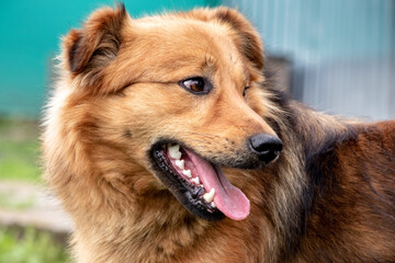A dog with brown fur looks to the side, a portrait of a dog