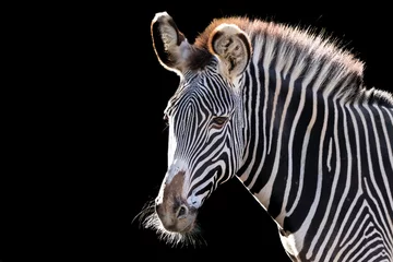 Foto auf Acrylglas beautiful portrait of a zebra © Ralph Lear