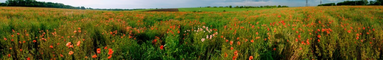 Panorama of a poppy field in the countryside in summer near the highway