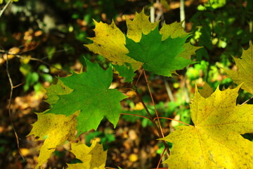 Yellow and green maple autumn leaves on a sunny day closeup