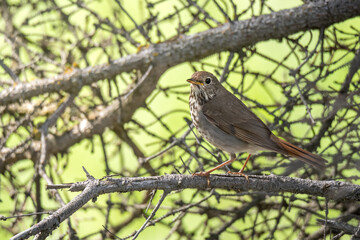 Hermit Thrush