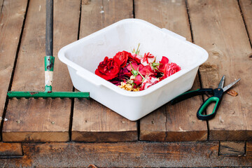 old rake with gardening scissors near a container with cut flowers. dried and cut rose flowers,...