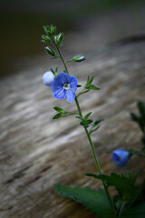 bird's-eye speedwell