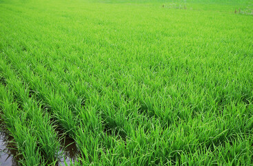 6月の青々とした稲のある田んぼの風景