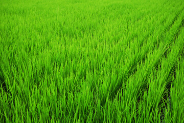 6月の青々とした稲のある田んぼの風景