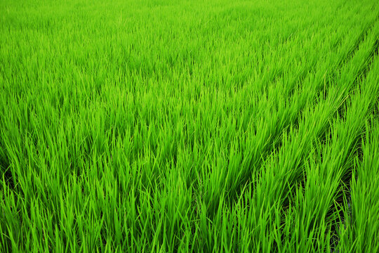 恵 Images Browse 1,000 Stock Photos, Vectors, and Video Adobe Stock