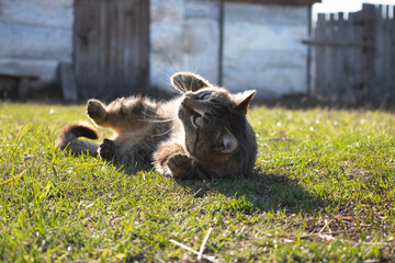 a cat playing on the green grass