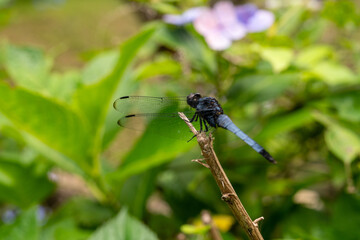 シオカラトンボ