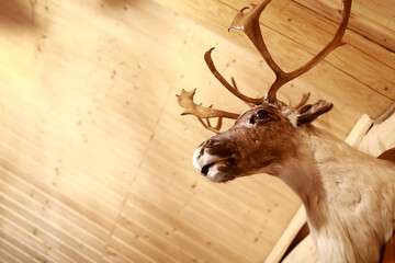 Details of stuffed deer head