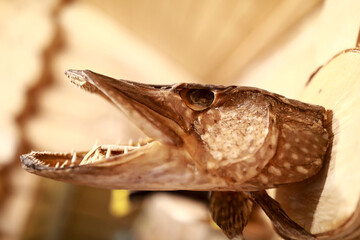 View of stuffed pike head