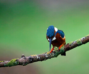 Male common kingfisher fishing