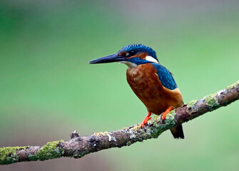 Male common kingfisher fishing