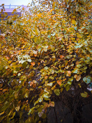autumn leaves on a tree