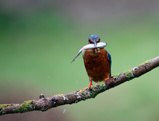 Male common kingfisher fishing