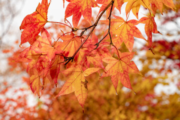 紅葉　もみじ　秋