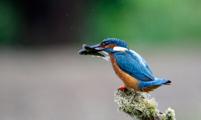 Male common kingfisher fishing