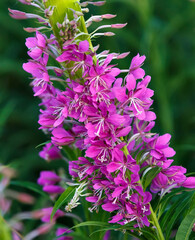 Willow herb pink Epilobium flowers of fireweed in bloom, wild medicinal herbal tea of willow plant or Epilobium