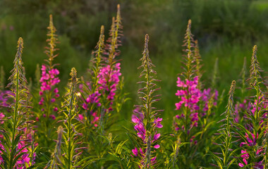 Obraz premium Many plants of willow herb in a field with sunrise light