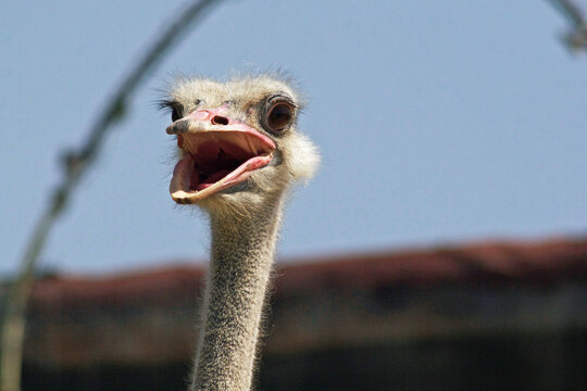 ostrich head close up