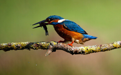 Male common kingfisher fishing