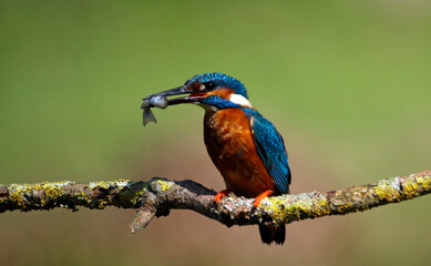 Male common kingfisher fishing