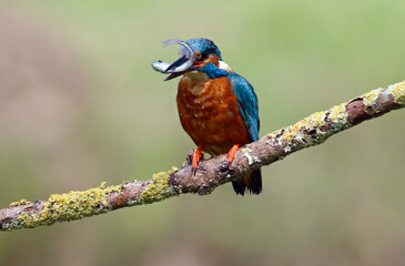 Male common kingfisher fishing
