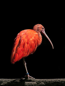 Ibis rouge