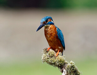 Male common kingfisher fishing