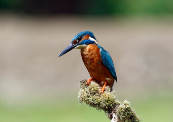Male common kingfisher fishing